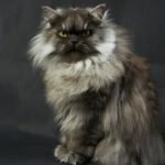 Tierfoto